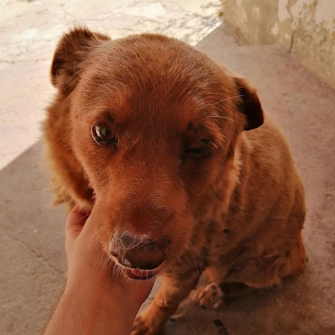 Bobi