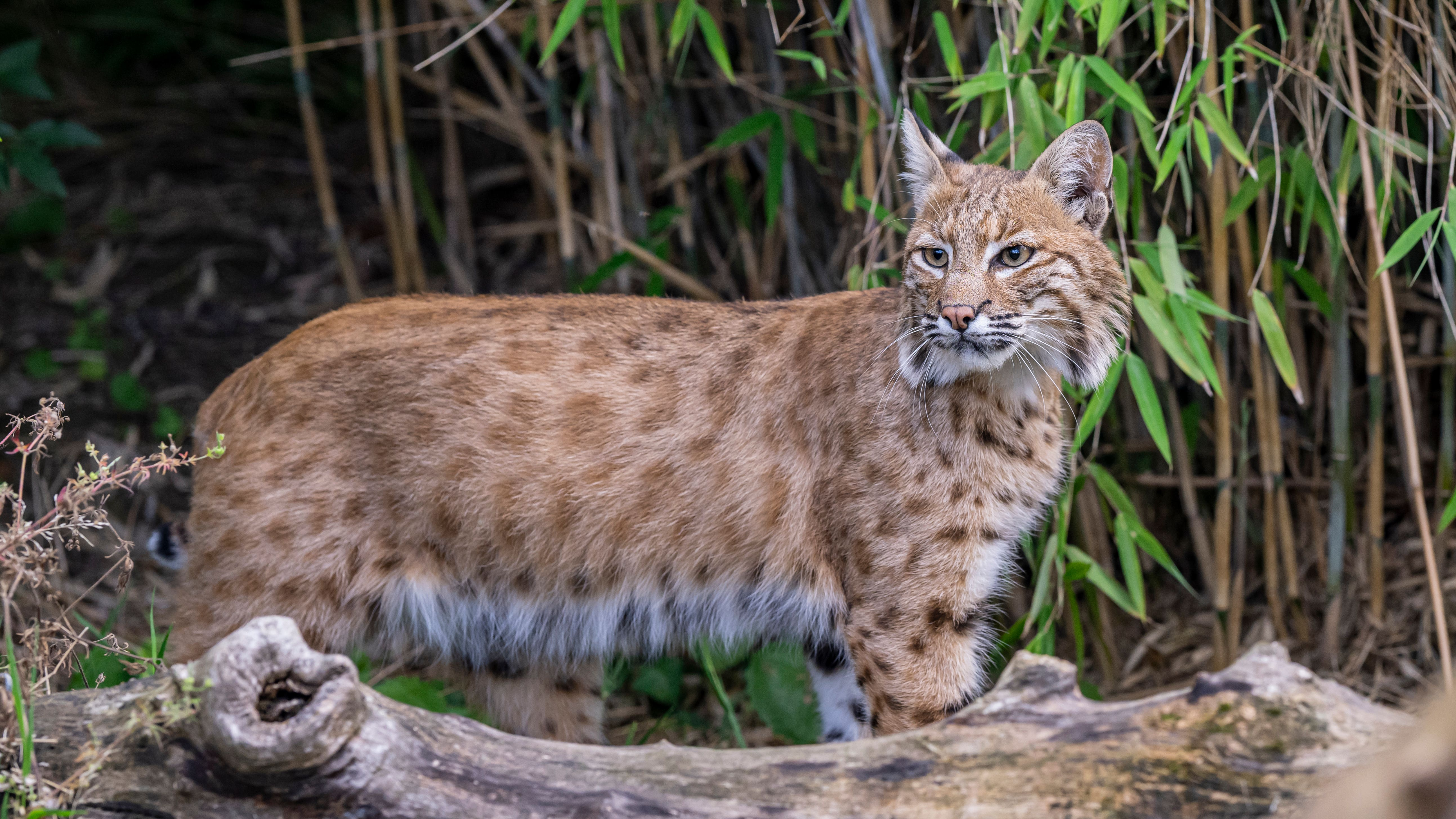 Blob the Bobcat finds permanent home after sanctuary rescue
