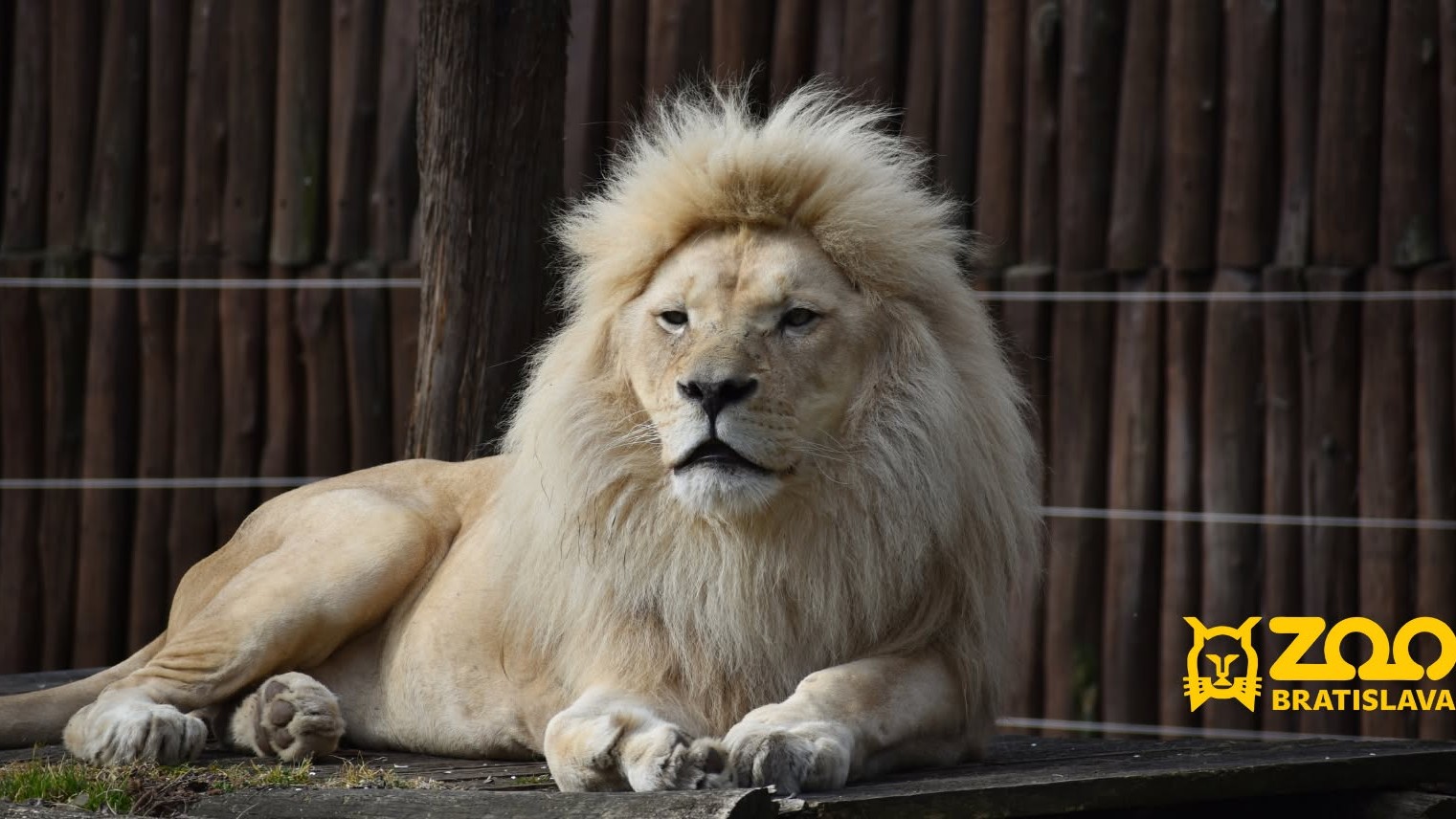 Zoologická záhrada v Bratislave je mestská príspevková organizácia, ktorej zriaďovateľom je Hlavné mesto Slovenskej republiky Bratislava.