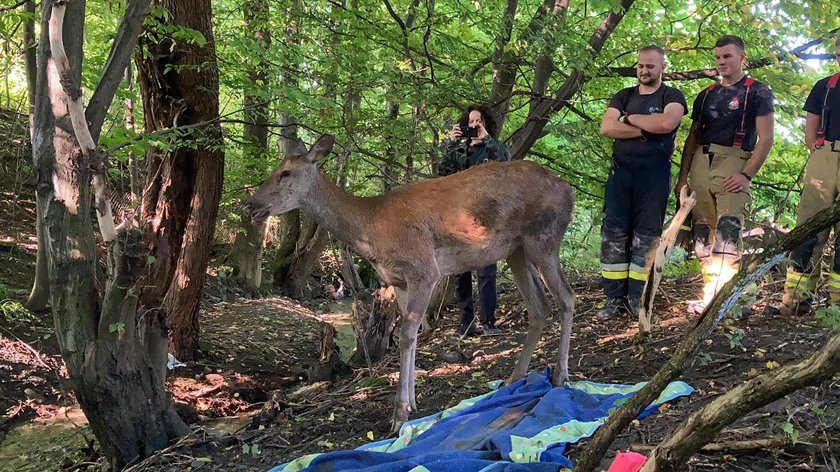 Wybrała się na jabłuszka i wpadła w tarapaty, na szczęście sztab ludzi łanię uratował