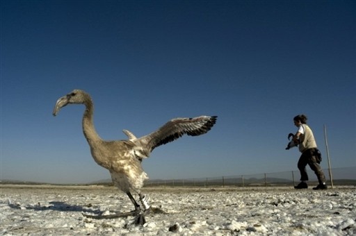 PTAKI SPAIN - ANIMALS - FLAMINGOS