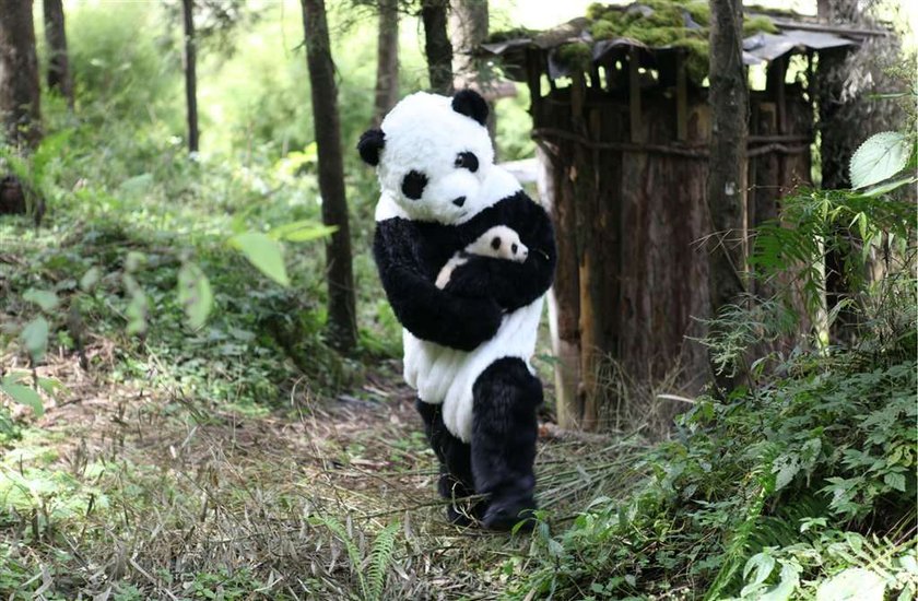 Tak w ZOO udaje się pandy. Rozpoznasz, która prawdziwa?