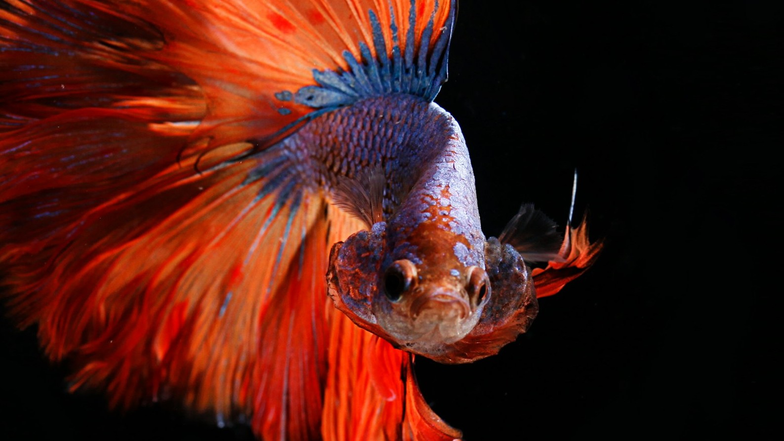 Živočíchy, o ktorých ste doteraz nepočuli.