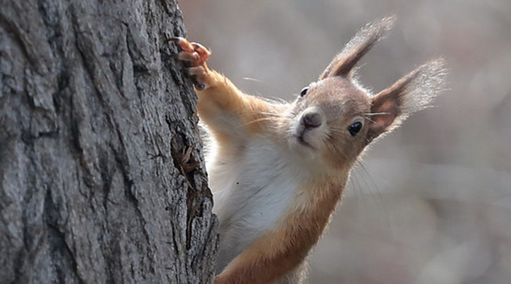Az illető mókus nem csak bekukucskált, hanem keresztbe szelte a havas pályát /Illusztráció: Gy Balázs Béla