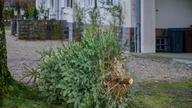 choinka po świętach to problem. wystarczy jeden błąd i jest kara. co r