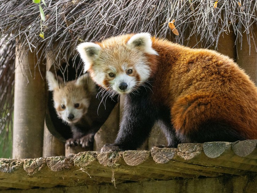 Panda mała poznaje świat