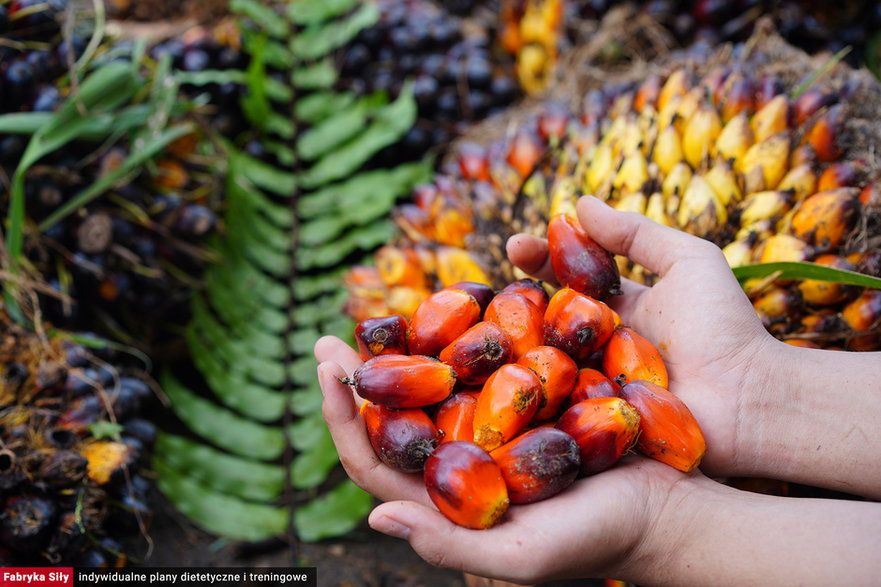 Palmy olejowe rosną w rejonach tropikalnych, na terenie lasów i torfowisk