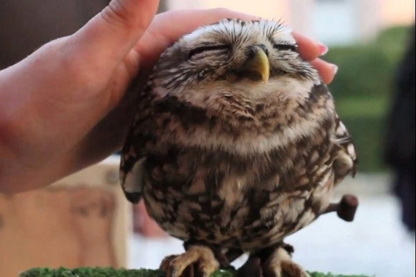 Mola je verovatno najumiljatija sova na svetu