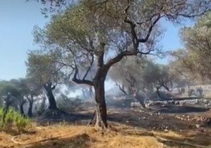 Ulcinj masline požar Crna Gora
