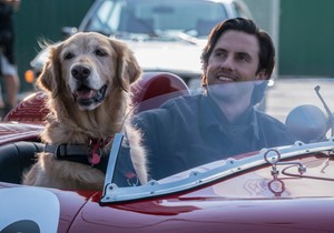 "The Art of Racing in the Rain"