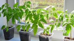 kiedy siać pomidory na rozsady? kiedy siać pomidory z nasion? jak wyhodować pomidory z nasion krok po kroku? kalendarz kiedy wysiewać pomidory na rozsadę do gruntu pod folię