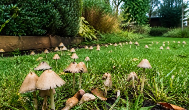 Gljive u dvorištu