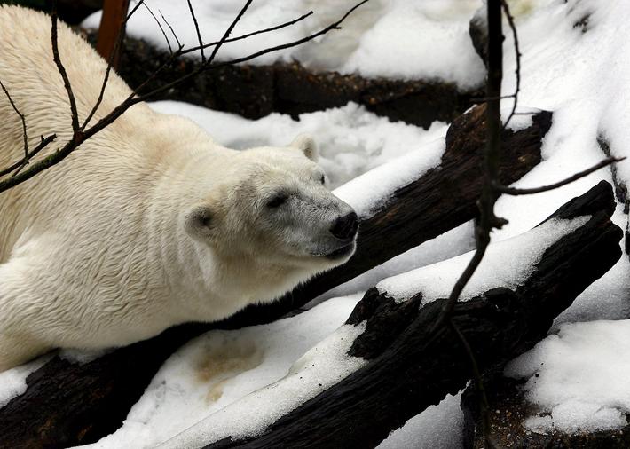 File photo of Tania, a 16 year-old polar bear, resting on a snow-capped rock at the Artis zoo in Ams