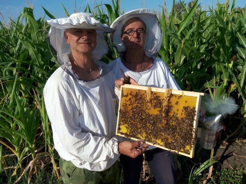 Za dobar prinos meda pčele je neophodno voditi na ispašu, pogotovo u sušnim godinama