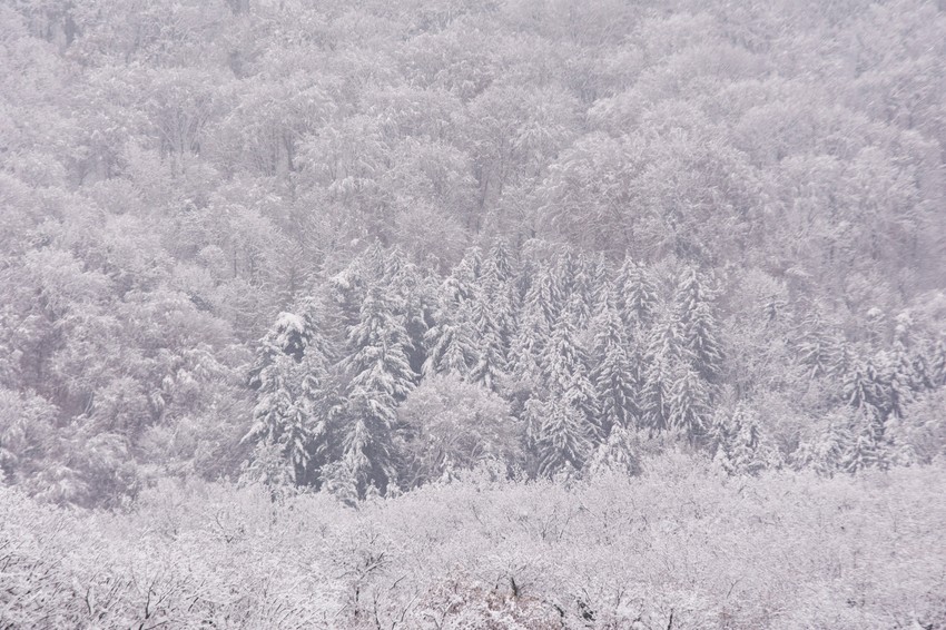Novi Sad sneg zima na fruskoj gori foto Nenad Mihajlovic