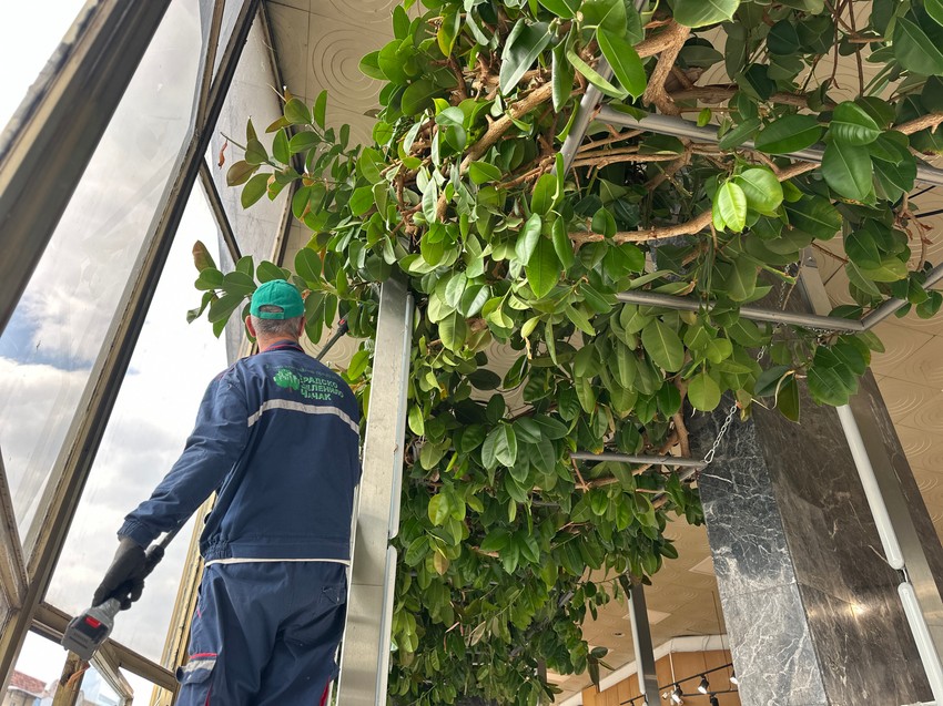 Džinovski fikus u Čačku