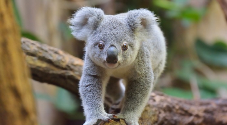  Koala illusztráció