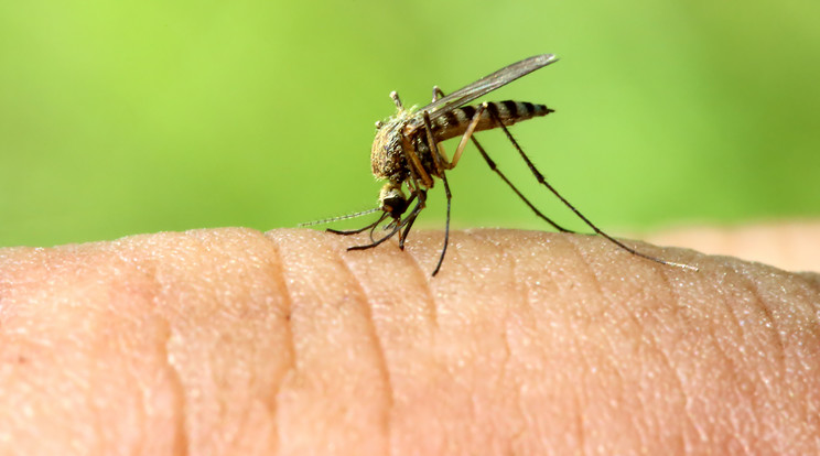 Az egyiptomi csípőszúnyog terjeszti a vírust/Fotó: Shutterstock