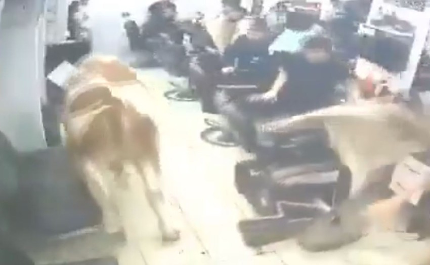 Bik uleteo u berbernicu
