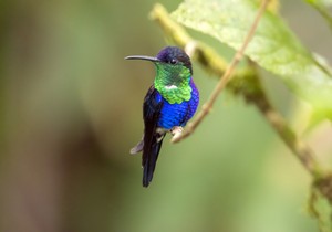 Kolibri