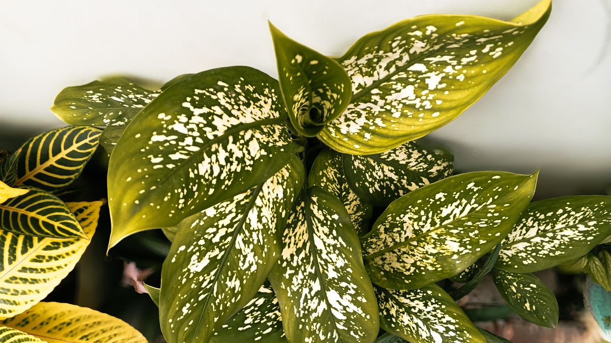 7 sobnih biljaka zbog kojih zimi boli glava i loše se spava