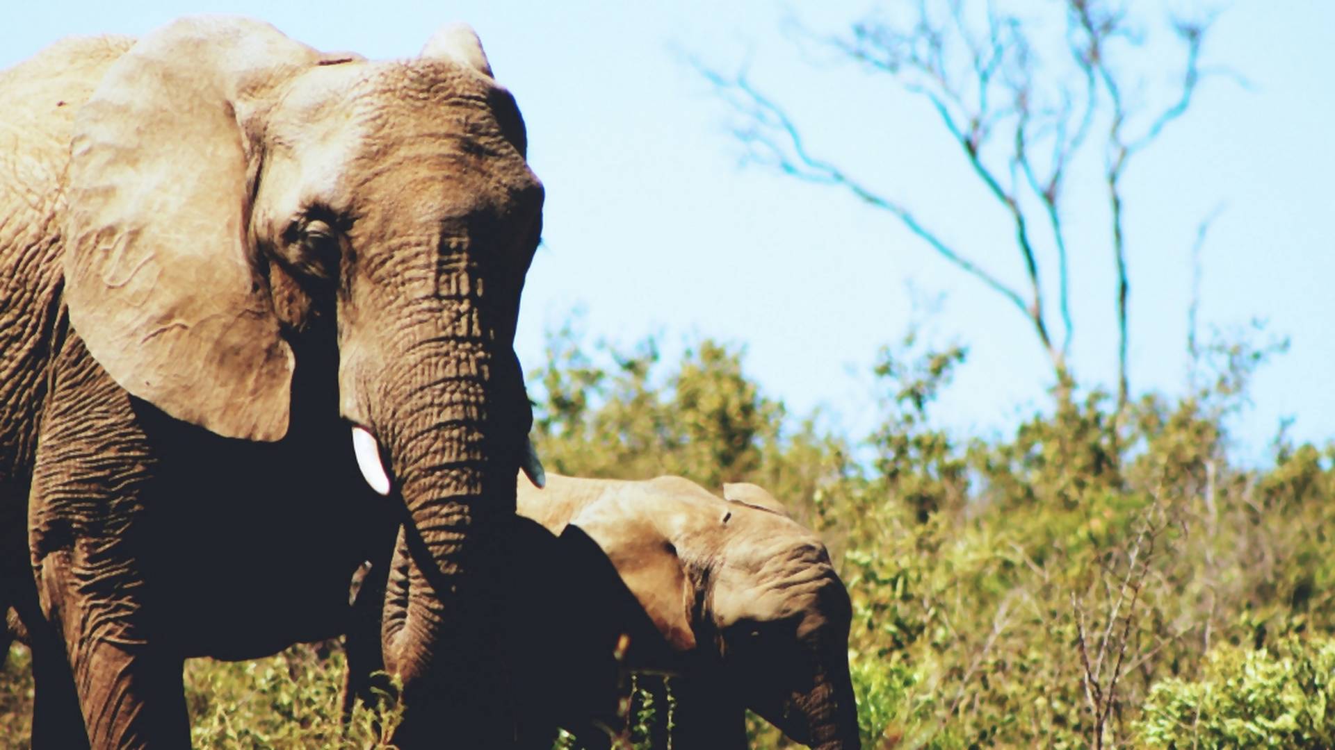 V Afrike chcú povoliť strieľanie slonov. Z ich mäsa môže byť dokonca krmivo pre zvieratá