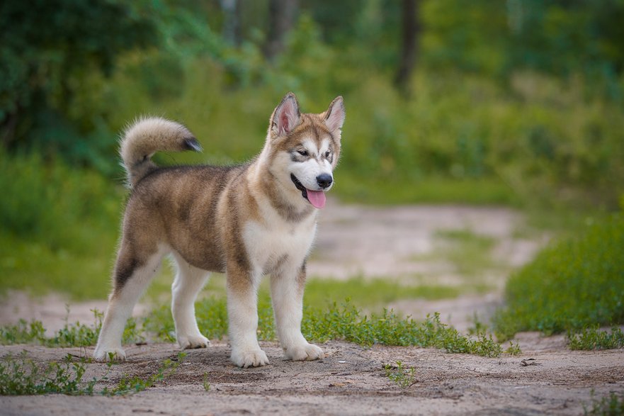 Psy alaskan mamalute lubią towarzystwo i zabawę - Tatyana/stock.adobe.com