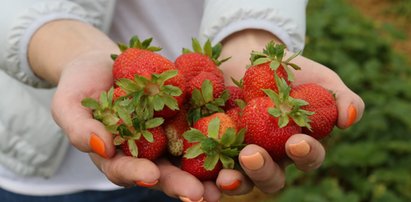 Tłum ogołocił rolnikowi pole z truskawek. Plantator się cieszy i chce jeszcze