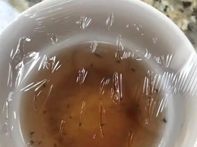 Kako se rešiti vinskih mušica?