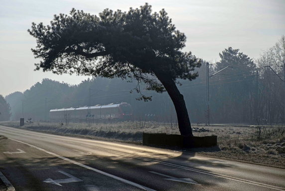 Nie zostanie wycięta. Słynna sosna w Falenicy będzie pomnikiem przyrody