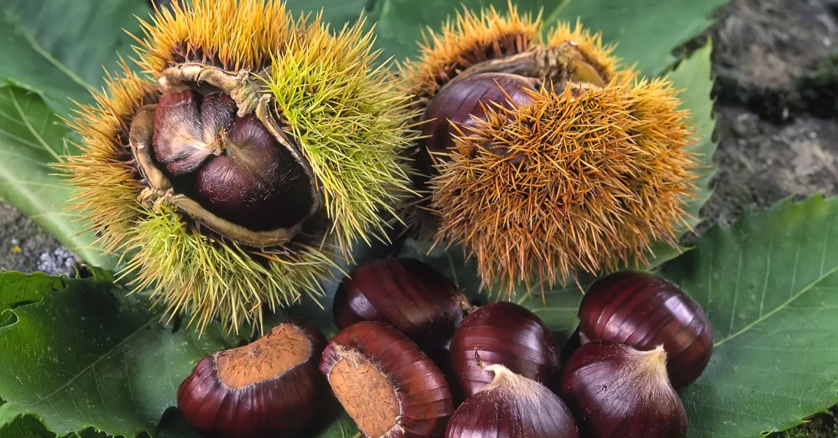Naturalny detergent za 0 zł? Znajdziesz go na spacerze w parku
