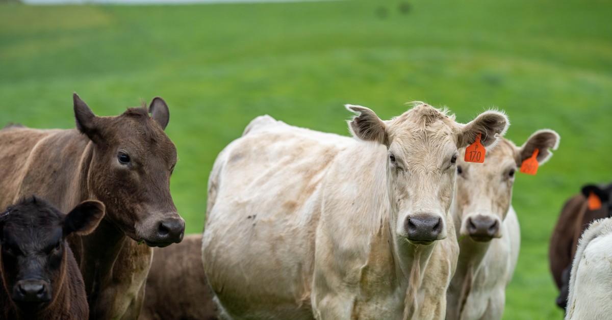 Tania wołowina z Australii zaleje UE. Minister Krajewski interweniuje w Brukseli