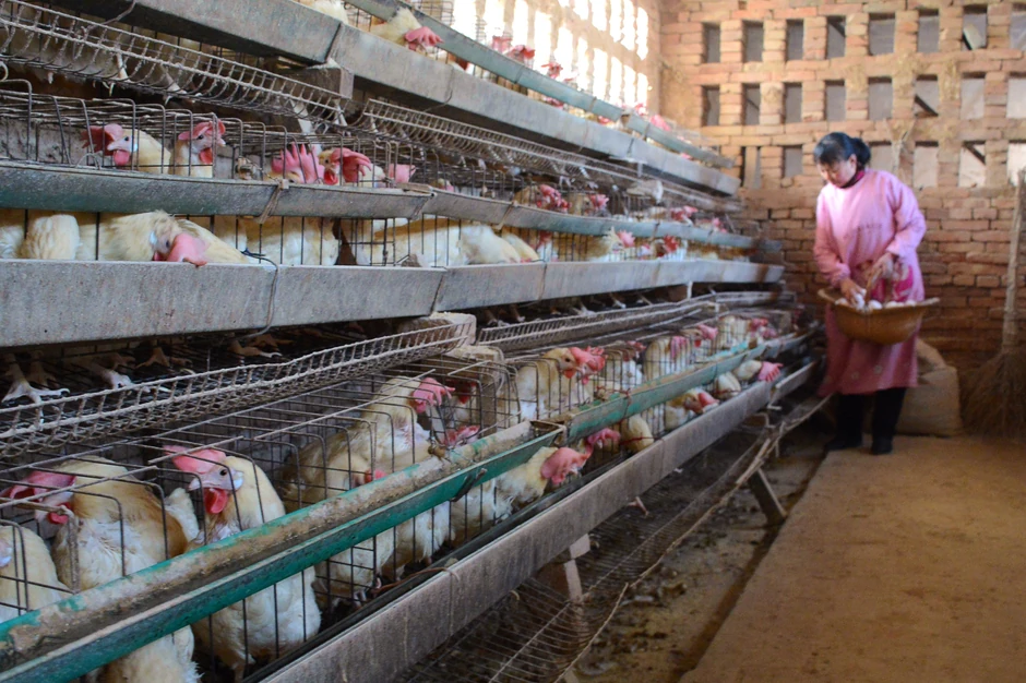 Kineska farma pilića