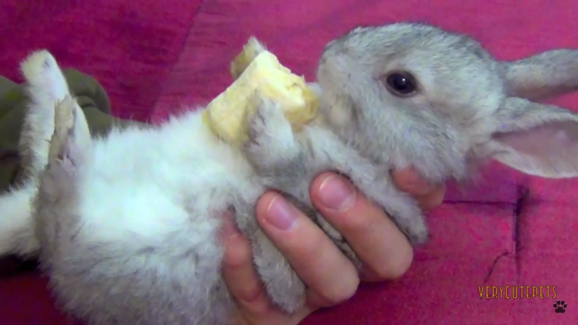 Gdy ci smutno, gdy ci źle, zobacz filmik z króliczkiem jedzącym banana