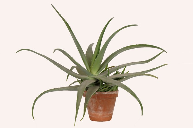 aloe vera