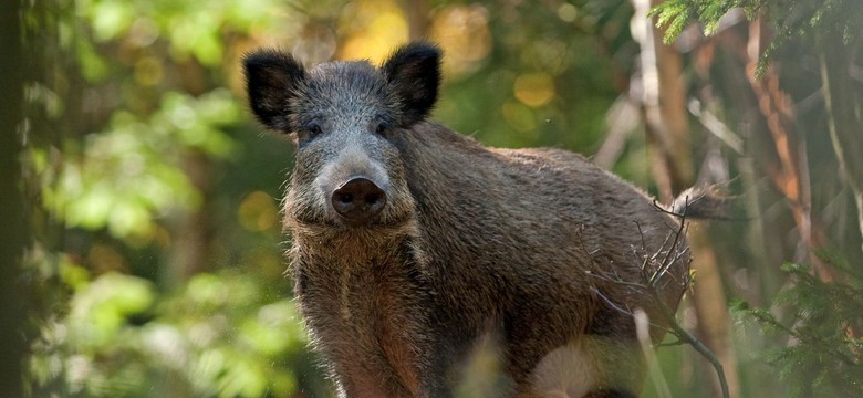 Specustawa ws. zwalczania ASF. Sześć dni urlopu dla myśliwego za zabijanie dzików
