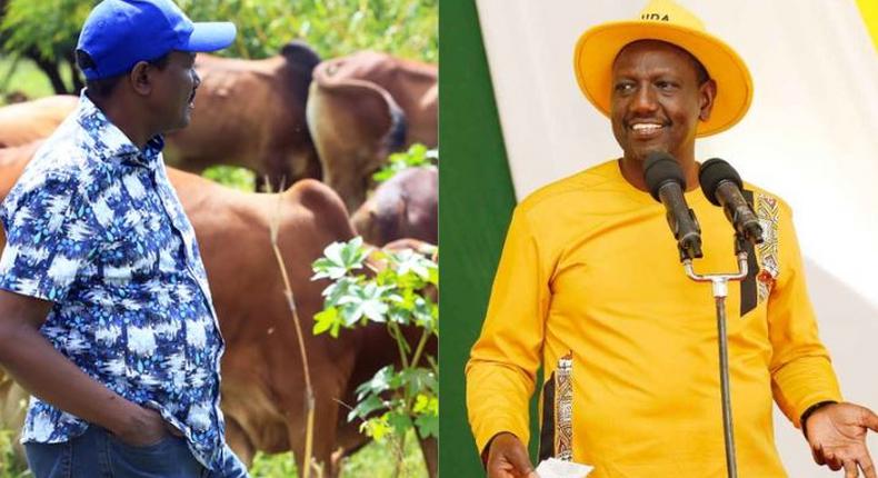 Kalonzo is so confused that he has gone home to herd cows - William Ruto