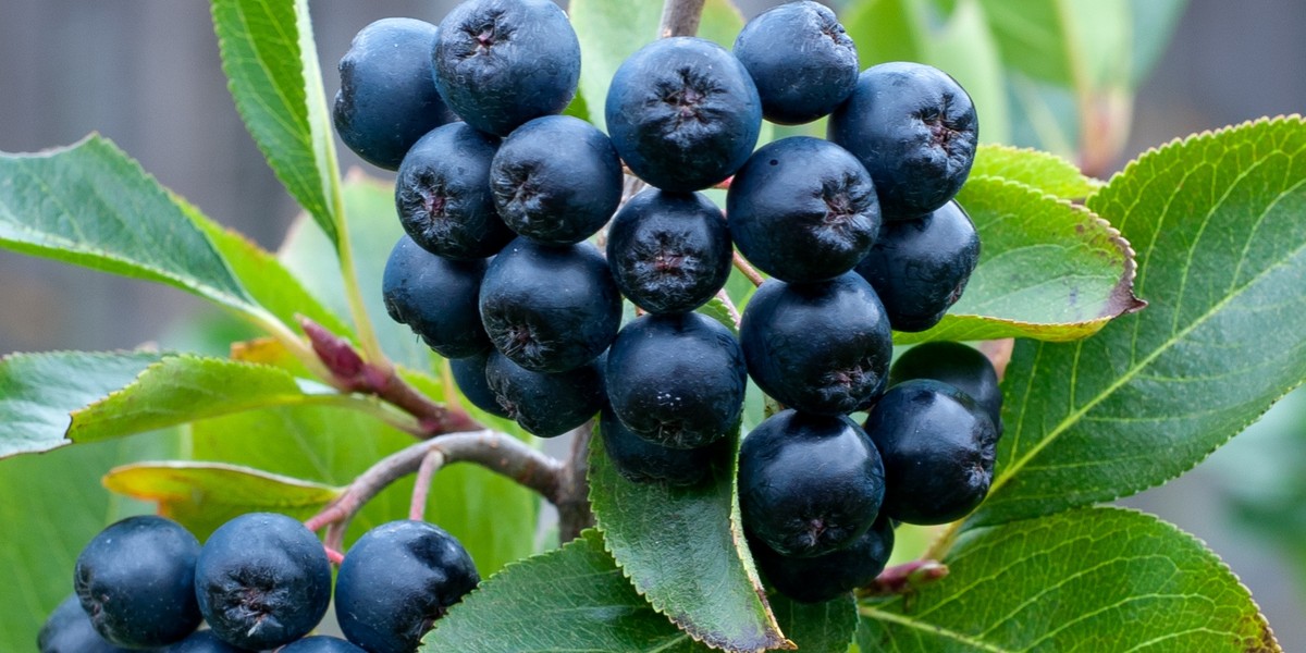 Aronia