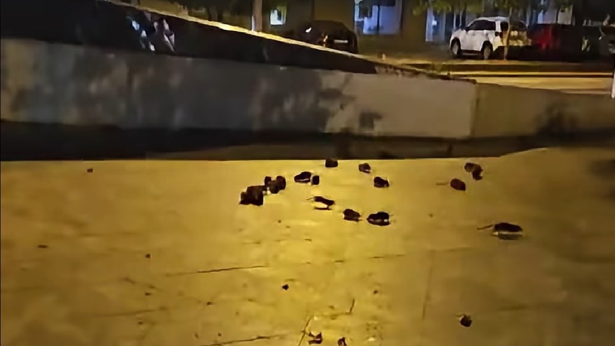 De ce a fost invadată de șobolani zona Piața Sf. Vineri din București și ce măsuri se iau