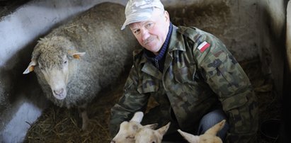 Obce owce rodzą jedno małe, a polskie aż trzy!