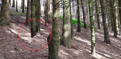 Zdjęcie z niemieckiego lasu zszokowało internautów. To nie fotomontaż!