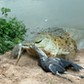 WAT-8369 Orinoco CROCODILE - coming out of water to catch Heron Hato El Frio, Venezuela Crocodylus i