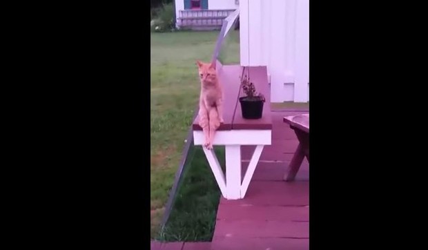 653718_macka-koja-sedi-foto-youtube-viralhog