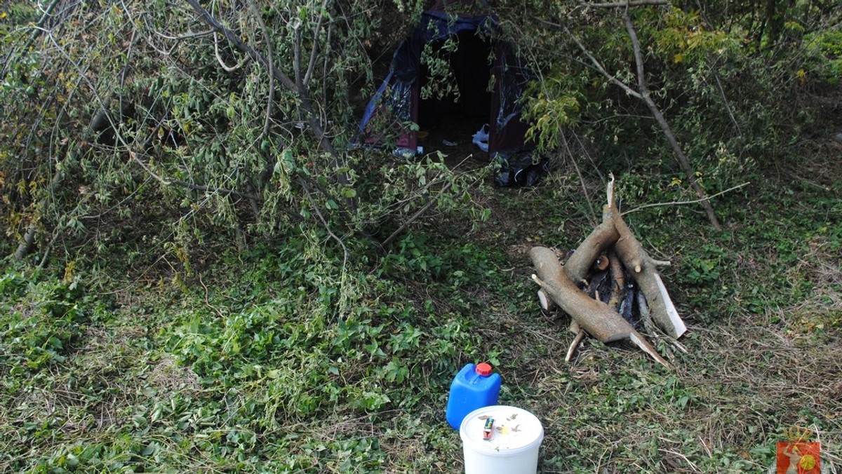 Wyjątkowym "poświęceniem" wykazał się 23-letni mieszkaniec Mińska Mazowieckiego. Mężczyzna zamieszkał w namiocie, by pilnować swojej… uprawy konopi indyjskich. Jego trud okazał się nadaremny – zatrzymali go policjanci, którzy zarekwirowali też jego plony.