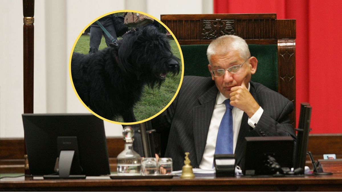 Psy po latach wracają do Sejmu. Pierwsza była Saba, mówił o niej Kwaśniewski
