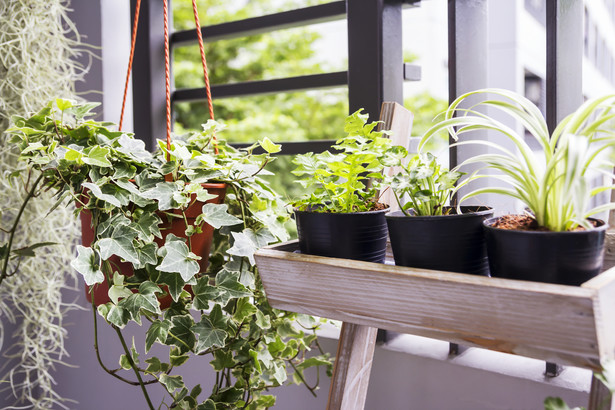 Walczysz z zaparowanymi oknami? Te 7 roślin doniczkowych pomaga w pochłanianiu wilgoci z powietrza