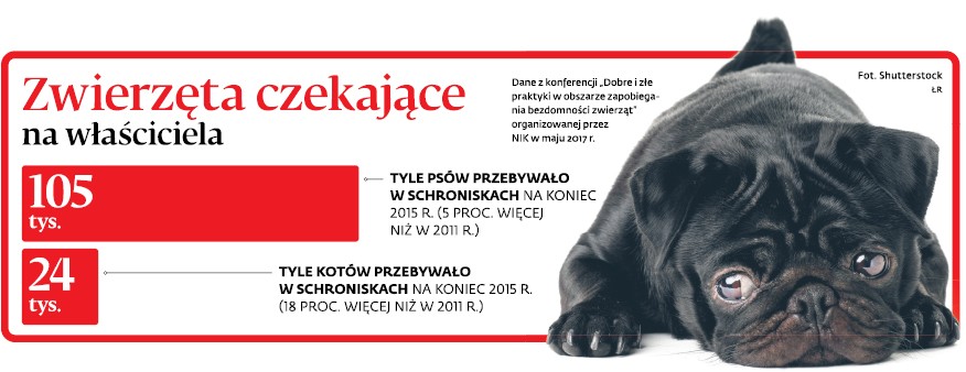 Zwierzęta czekające na właściciela