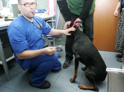 Elektroniczne "dowody" dla wszystkich psów