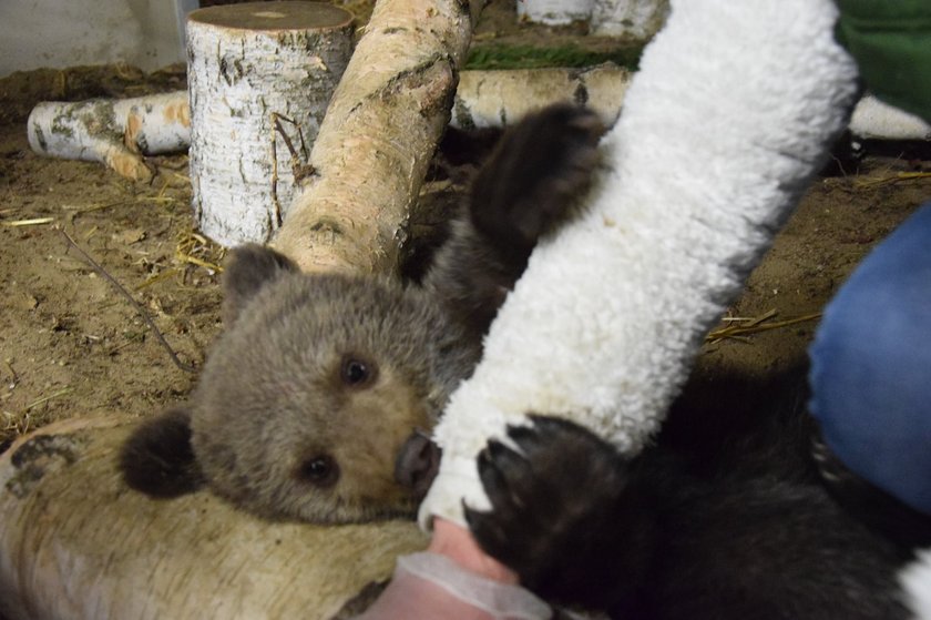 Niedźwiedzica z Bieszczad przepija ZOO! Potrzebne wsparcie