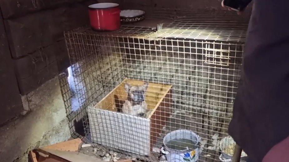 Screen z filmu, nagranego podczas interwencji Pogotowia dla Zwierząt